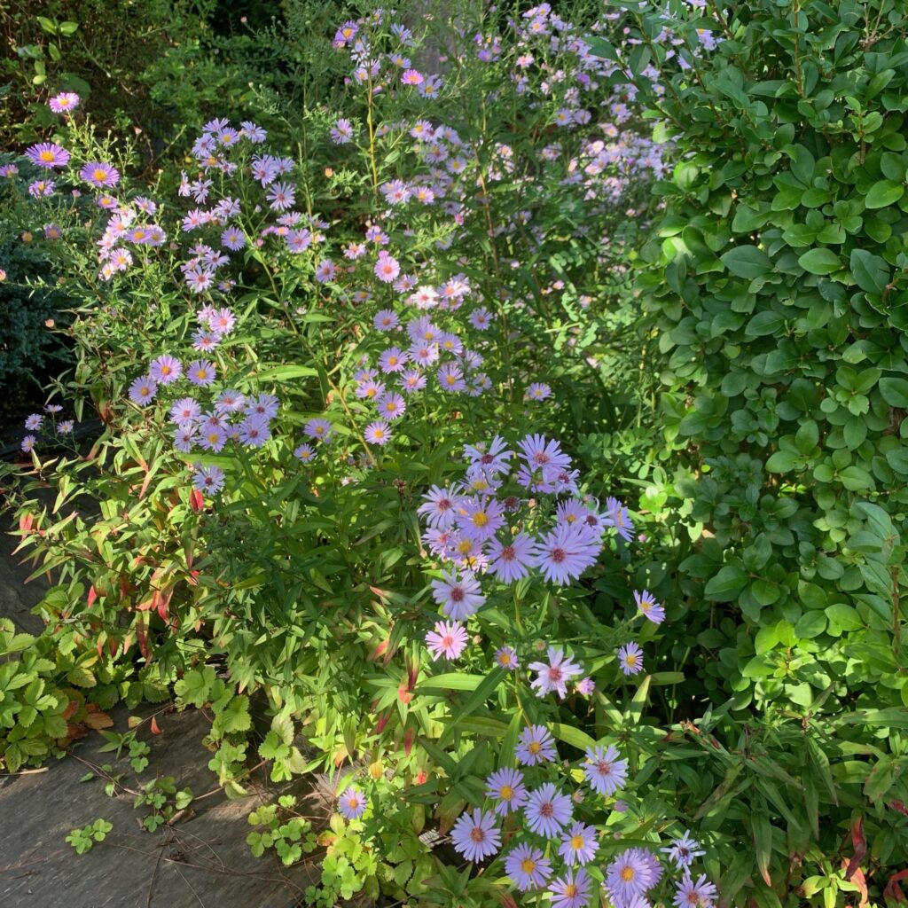 img 0656