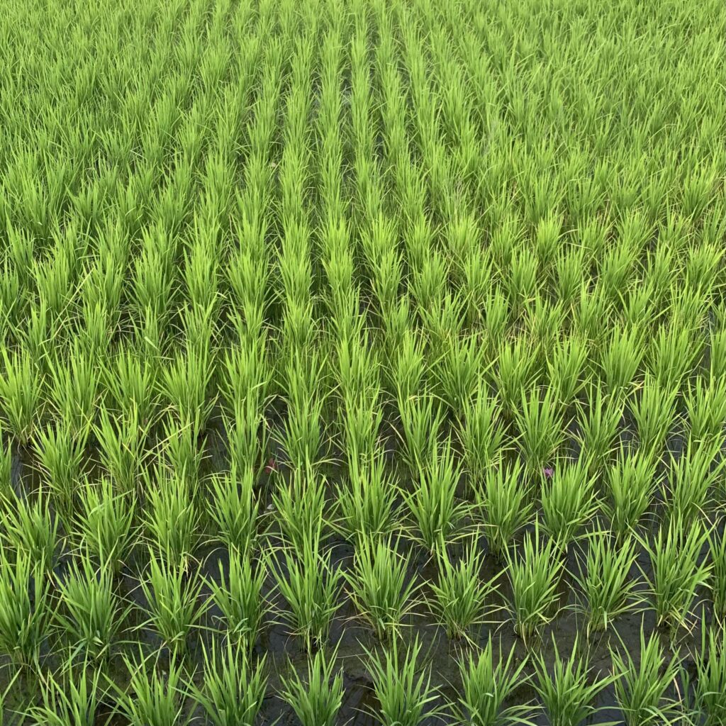 434881365 10161401163299485 7566646853540352442 N 1 1024x1024
