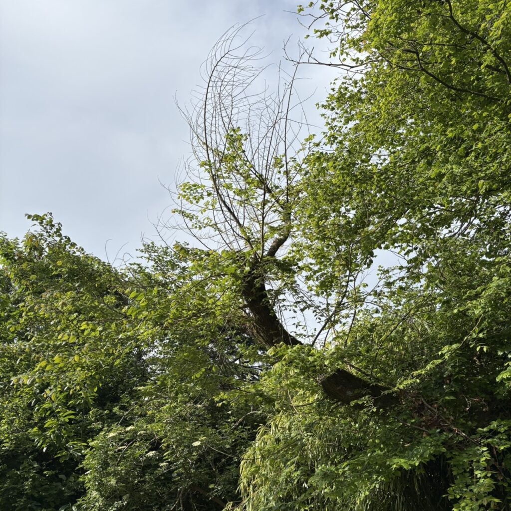 S 2482179 1024x1024